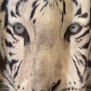 Women's Tiger Print Sweater